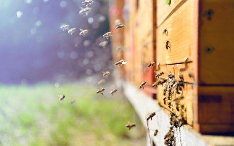 Les ruches du Relais de la Malmaison